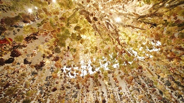 Blick in einen Vorhang aus weiß-gelben Blüten | Bild: BR Blick in einen Vorhang aus weiß-gelben Blüten | Bild: BR