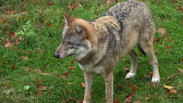 Ein Wolf steht auf einer Wiese. | Bild: BR
