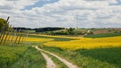 Die Hopfenstangen gehören zum typischen Landschaftsbild der Hallertau, das man sieht, wenn man sie auf der Autobahn durchquert. | Bild: BR/BR
