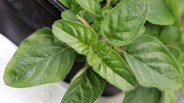 Oregano (Origanum vulgare) ist eine Pflanzenart in der Familie der Lippenblütler (Lamiaceae). Trivialnamen sind etwa Dorst, Dost, Echter Dost, Gemeiner Dost, Wohlgemut oder Wilder Majoran. Sie wird als Gewürz- und Heilpflanze verwendet. | Bild: picture alliance / R. Goldmann