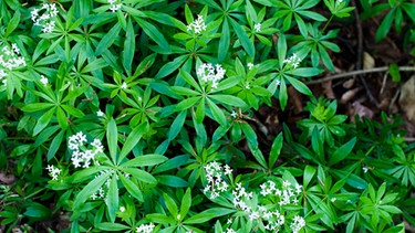 Waldmeister | Bild: Colourbox