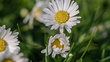 Gänseblümchen im Garten. | Bild: BR/Johanna Schlüter
