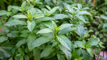 Gartenkräuter: Pfefferminze. | Bild: BR/Philipp Kimmelzwinger