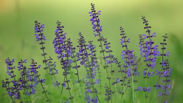 Lila Blüten von Wiesensalbei auf einer Wiese | Bild: picutre alliance / Rainer Hunold