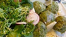 Spinatknödel | Bild: BR / Georg Bayerle