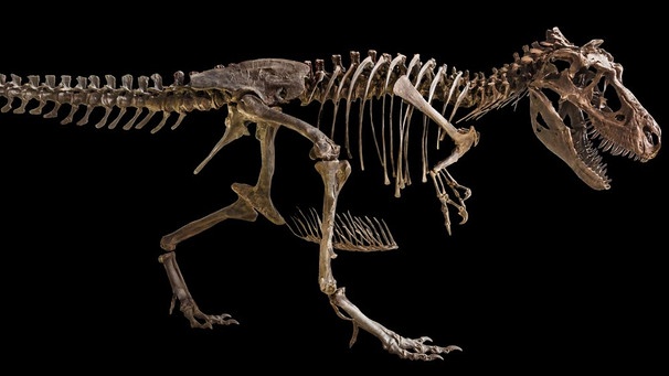 Skelett eines Tyrannosaurus Rex | Bild: colourbox.com Skelett eines Tyrannosaurus Rex | Bild: colourbox.com