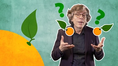 Obacht Bairisch mit Gerald Huber | Bild: BR