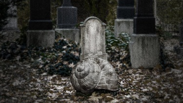 Ein Schneckenhaus vor einem Grabstein. | Bild: colourbox.com / BR Montage
