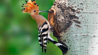 Wiedehopf | Bild: stock.adobe.com Wiedehopf | Bild: stock.adobe.com