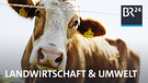 Kuh | Bild: BR Montage (wird noch korrekt ausgefüllt von Lena Glatz)