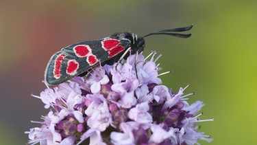 Esparsetten-Widderchen sind eine regional bereits gefährdete Art. | Bild: picture alliance / blickwinkel/A. Krieger