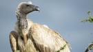 Ein Weißrückengeier sitzt auf einem Baum und überschaut die Ebene der Serengeti in Tansania. | Bild: Carola Frentzen/dpa 