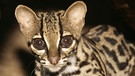 Margays (Leopardus wiedii) sind durch die Zerstörung der Regenwälder immer stärker in ihrem Lebensraum bedroht. Die IUCN führt sie auf der Vornwarnstufe als "potenziell gefährdet". | Bild: picture alliance / Mary Evans Picture Library