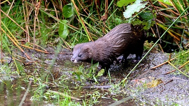 Ein Exemplar des Europäischen Nerzes - Mustela lutreola. Der Nerz ist in Europa nahezu ausgerottet. | Bild: picture-alliance/dpa