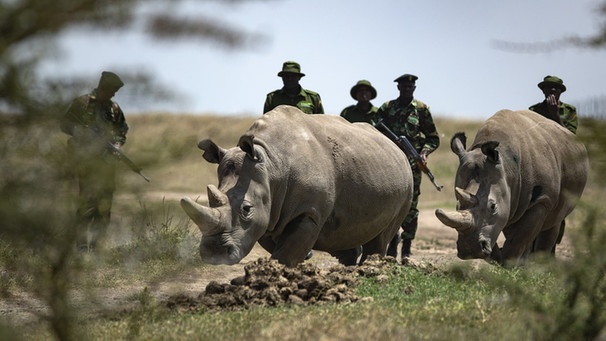 Kenia, Ol Pejeta: Die Nördlichen Breitmaulnashorn-Weibchen Fatu (r) und Najin werden nach dem Grasen in ihrem Gehege von den Rangern zurückgetrieben. Sie sind die letzten beiden Nashörner ihrer Unterart. | Bild: dpa-Bildfunk/Ben Curtis Kenia, Ol Pejeta: Die Nördlichen Breitmaulnashorn-Weibchen Fatu (r) und Najin werden nach dem Grasen in ihrem Gehege von den Rangern zurückgetrieben. Sie sind die letzten beiden Nashörner ihrer Unterart. | Bild: dpa-Bildfunk/Ben Curtis