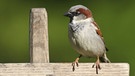 Männlicher Spatz (Haussperling) | Bild: LBV/Dieter Hopf