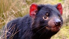 Charakteristisch für den Tasmanischen Teufel sind leuchtend rote Ohren und ein extrem starker Biss. | Bild: Tourism Tasmania/Masaaki Aihara
